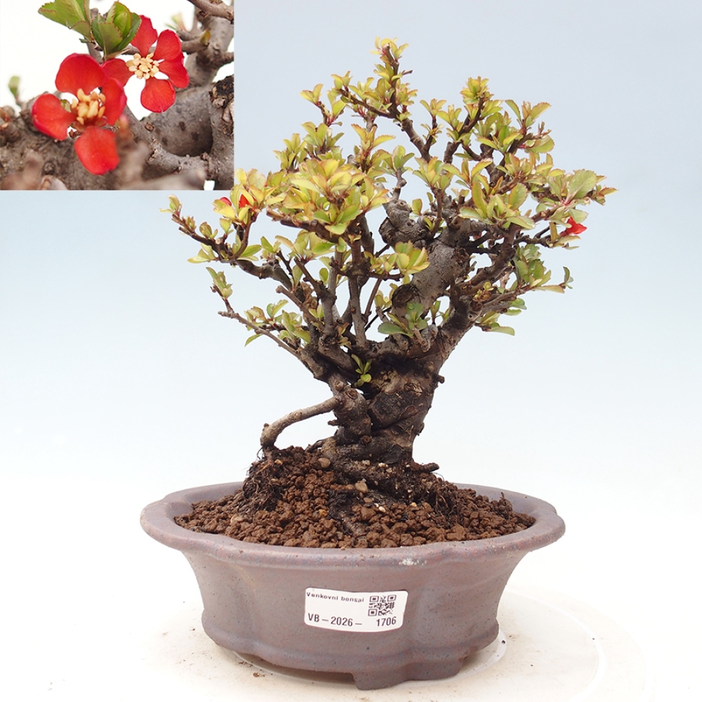 Kültéri bonsai - Chaneomeles speciosa - birs