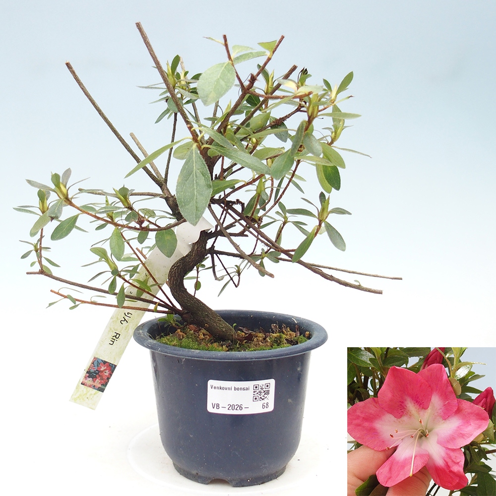 Kültéri bonsai - Japán azálea - Azalea Rin