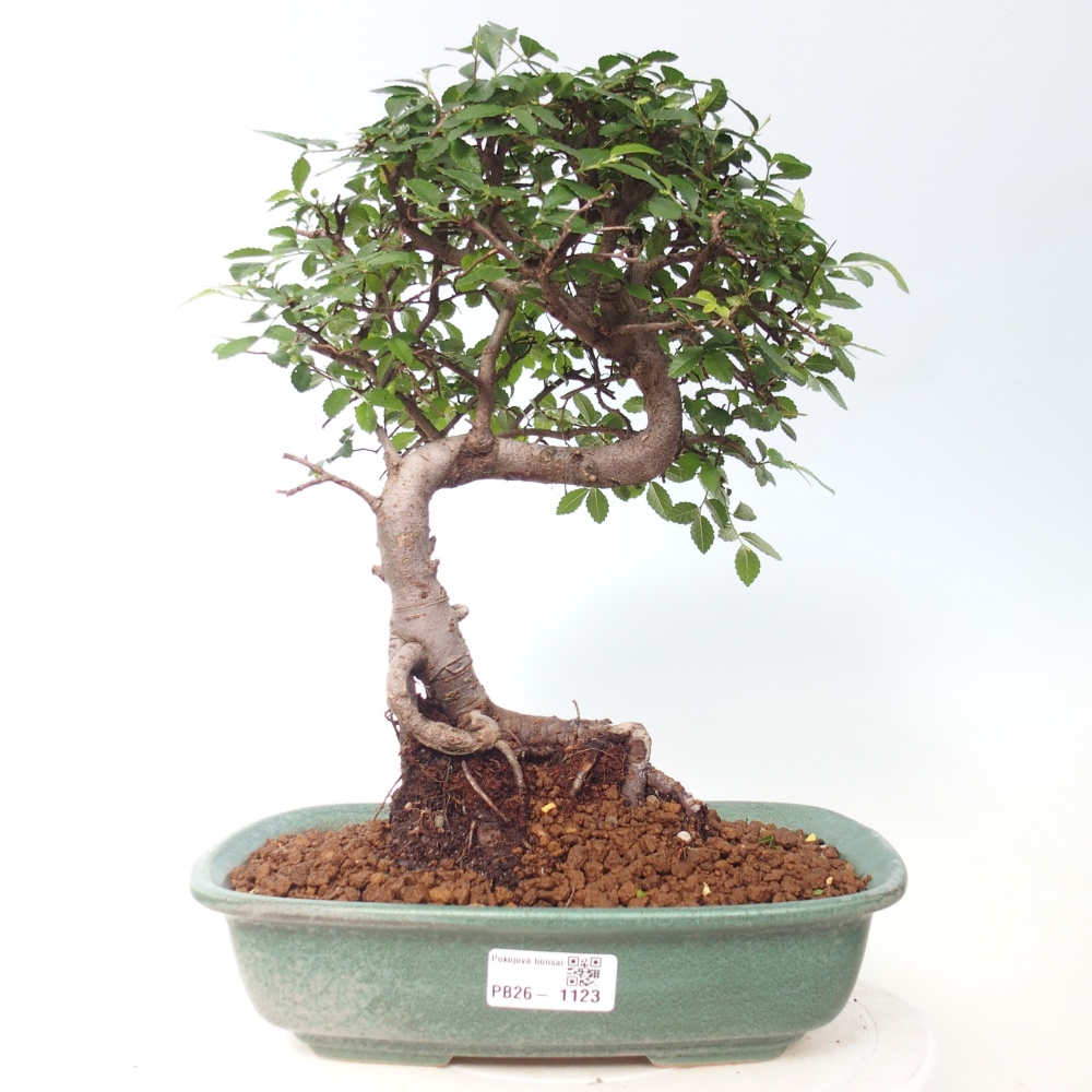 Szobai bonsai - Ulmus parvifolia - Kislevelű szilfa