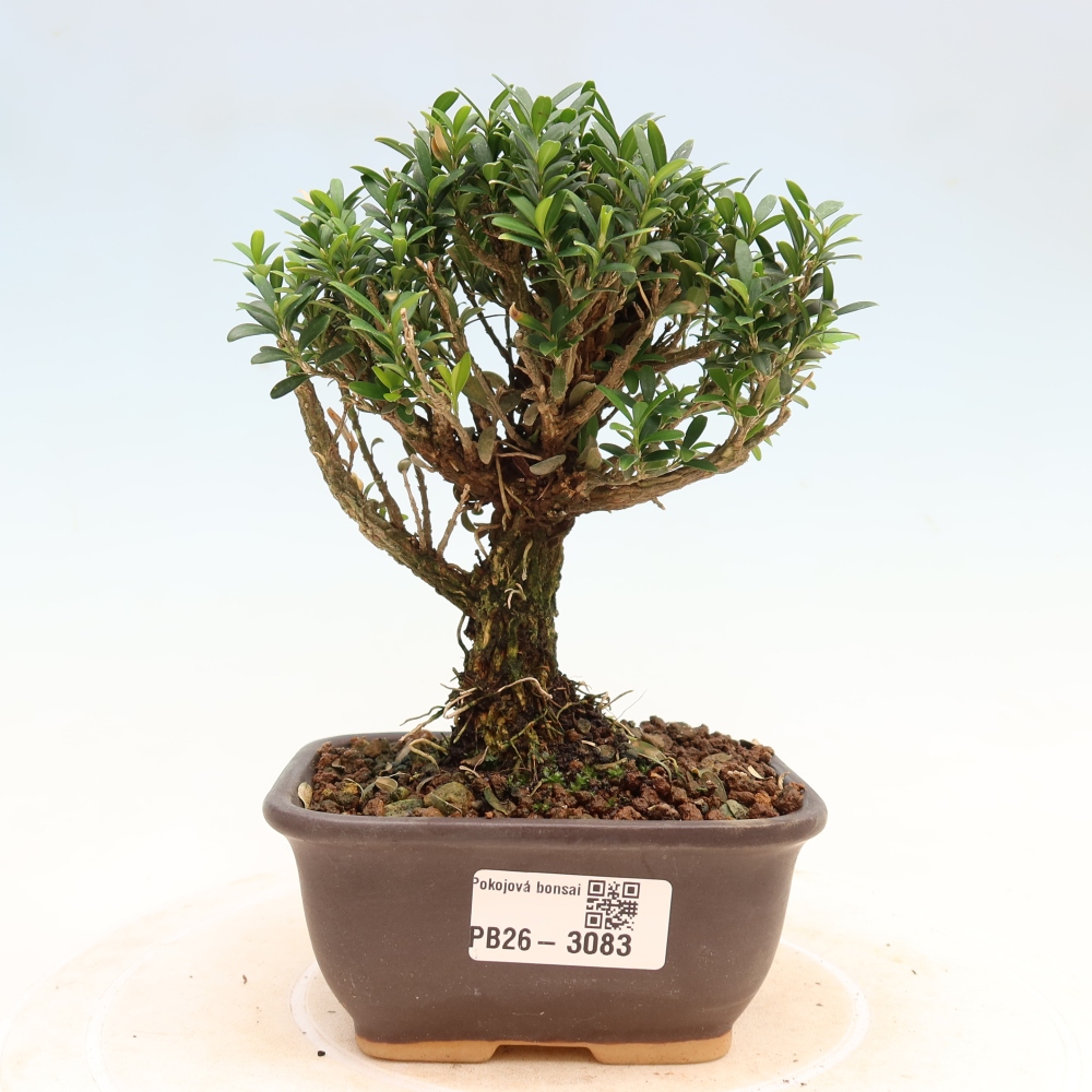 Szobai bonsai - Buxus harlandii - parafa buxus
