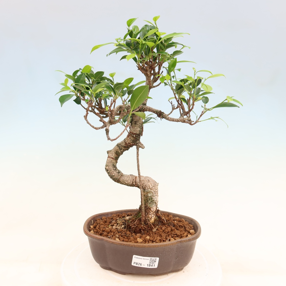 Szobai bonsai - Ficus retusa - kislevelű fikusz