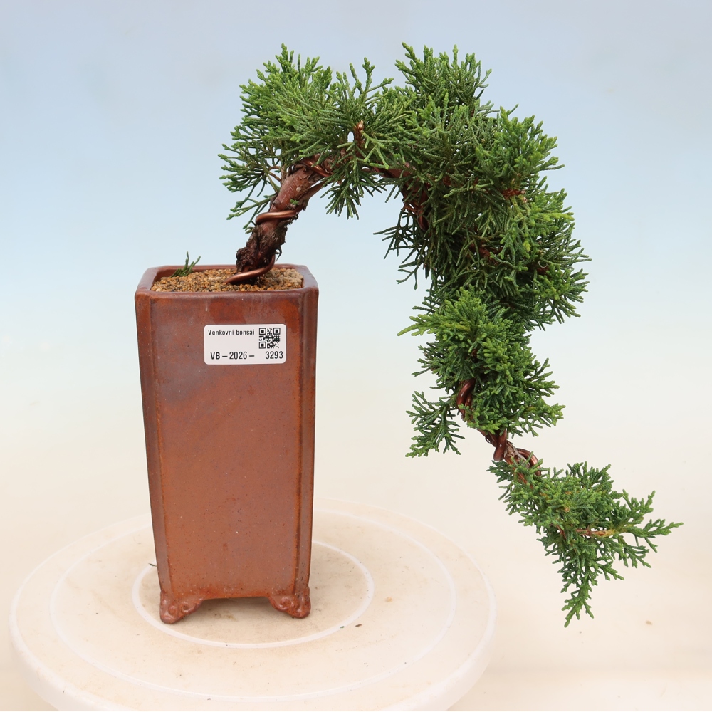 Kültéri bonsai - Juniperus chinensis Kishu