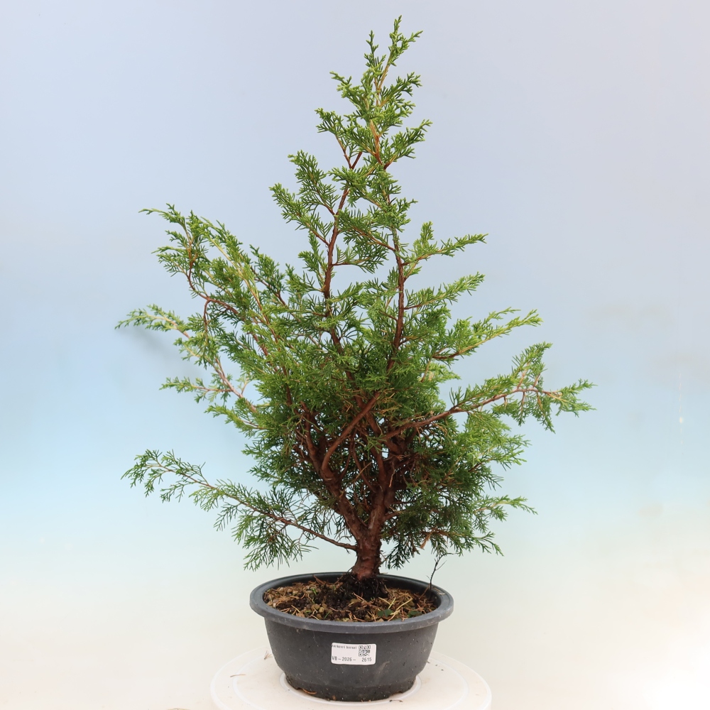 Kültéri bonsai - Juniperus chinensis Itoigawa