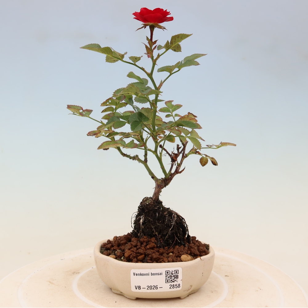 Kültéri bonsai - Rosa Kordes - rózsa
