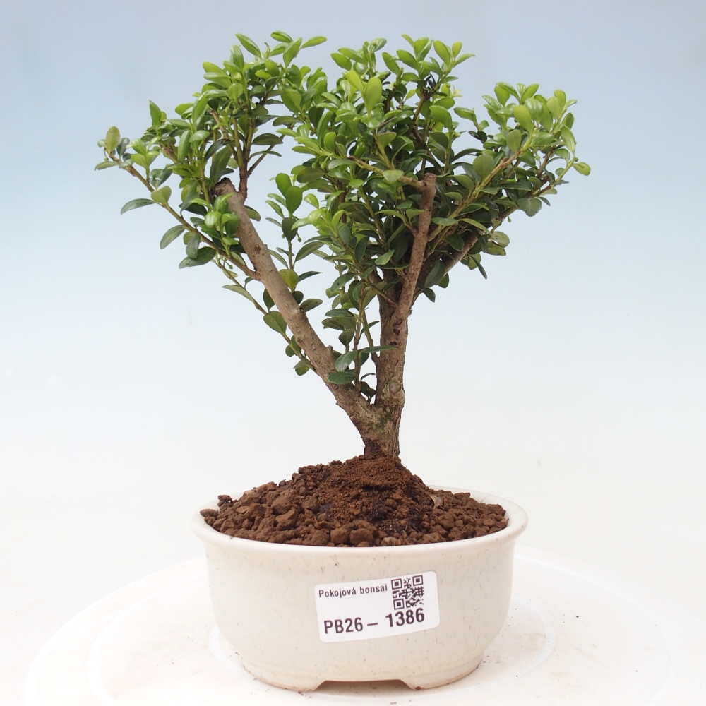 Szobai bonsai - Ilex crenata - Holly