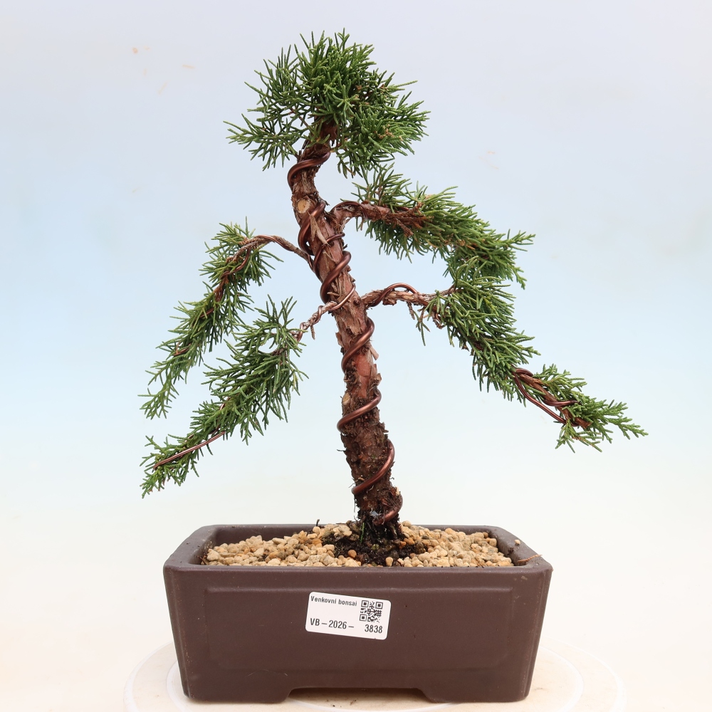 Kültéri bonsai - Juniperus chinensis Kishu