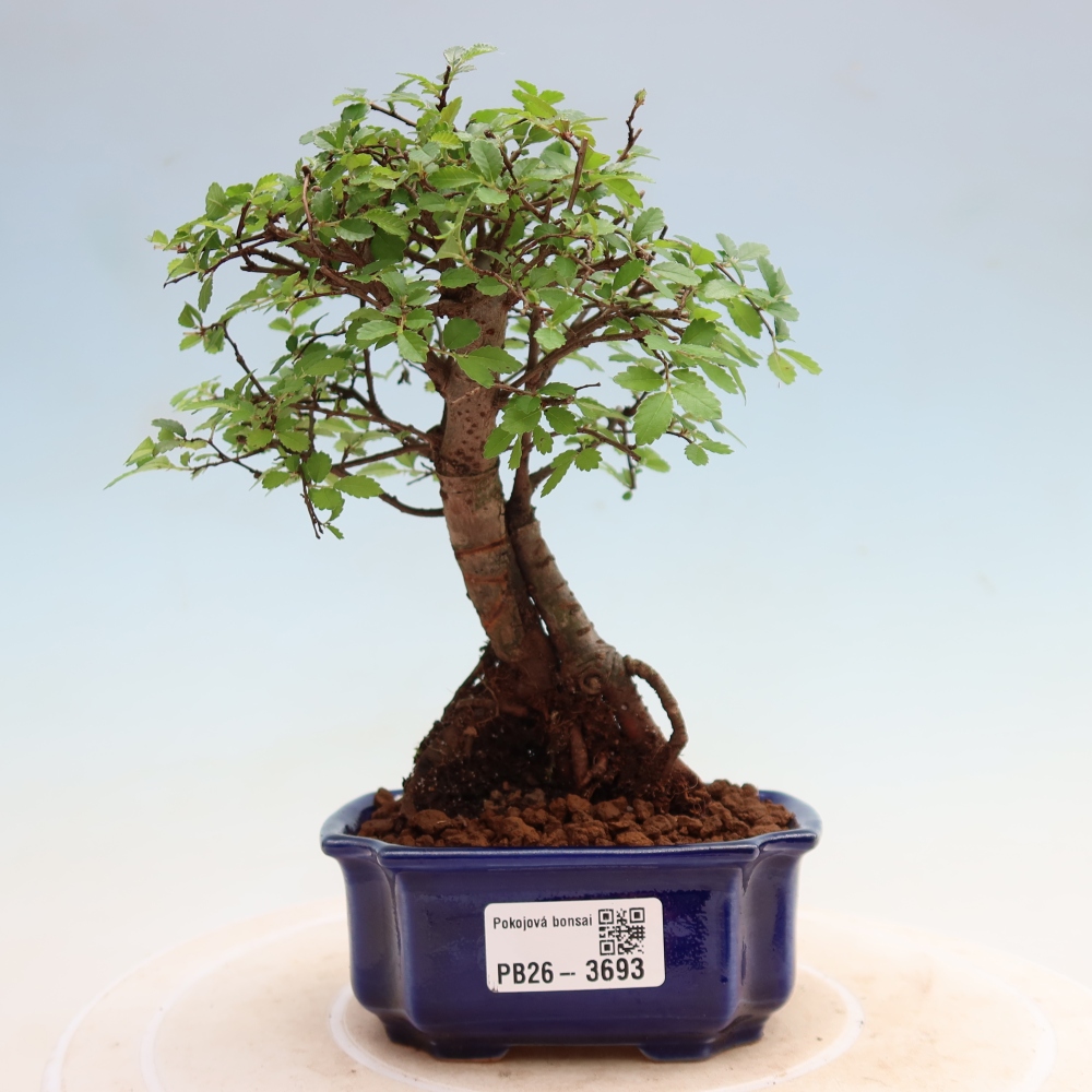 Szobai bonsai - Ulmus parvifolia - Kislevelű szilfa