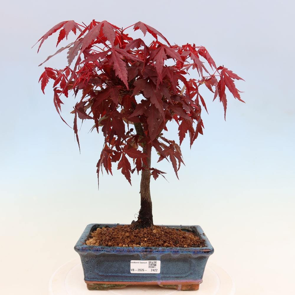 Kültéri bonsai - Acer pálma. Atropurpureum-Javor palmate