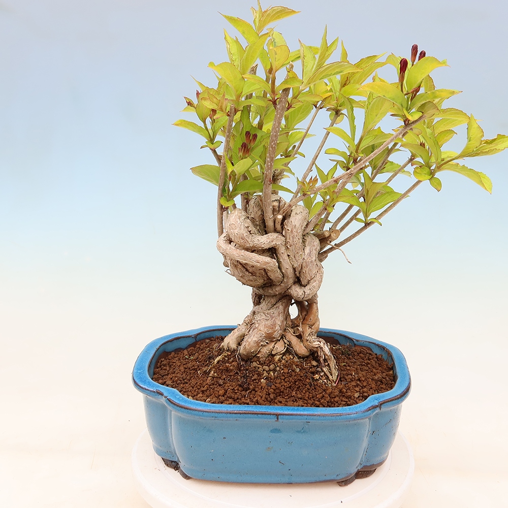 Kültéri bonsai – Weigela subsessilis – Koreai vajgélia