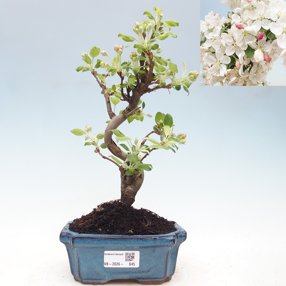 Kültéri bonsai -Malus halliana - Kis gyümölcsű almafa