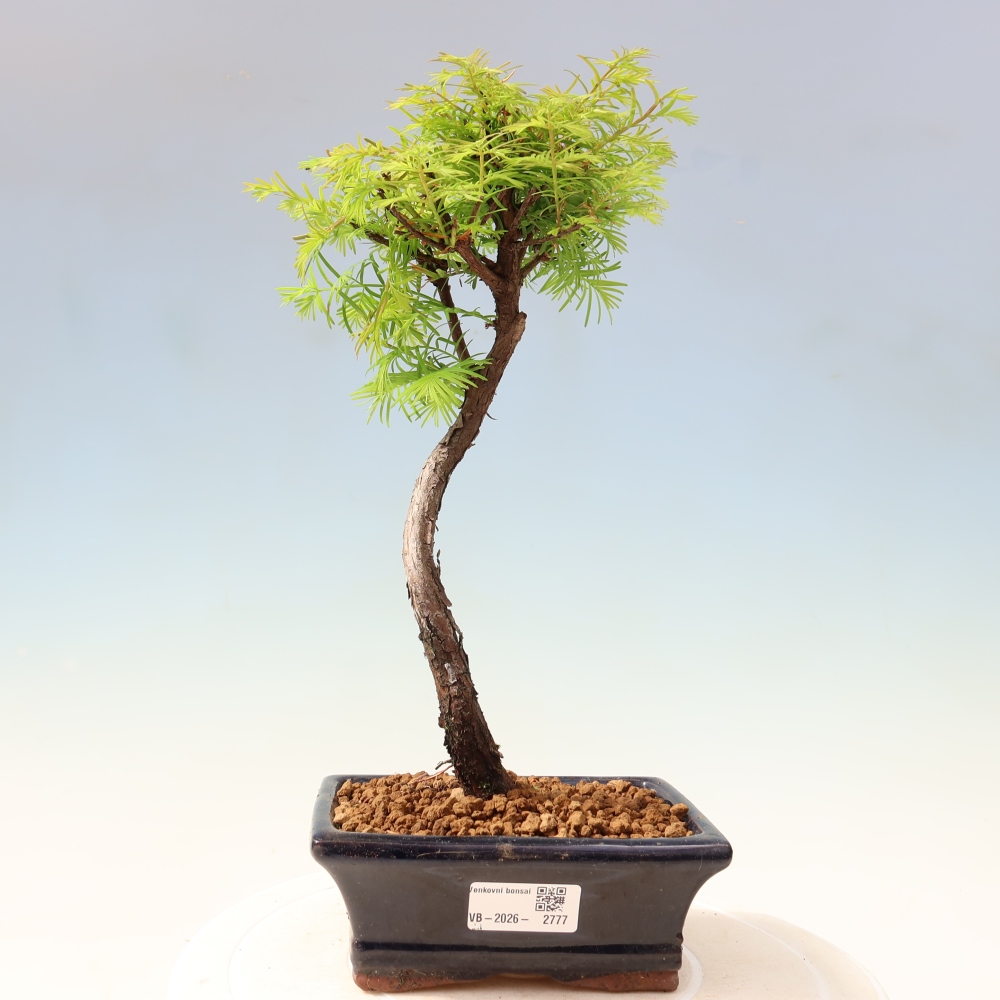 Kültéri bonsai - Metasequoia glyptostroboides - Kínai metasequoia