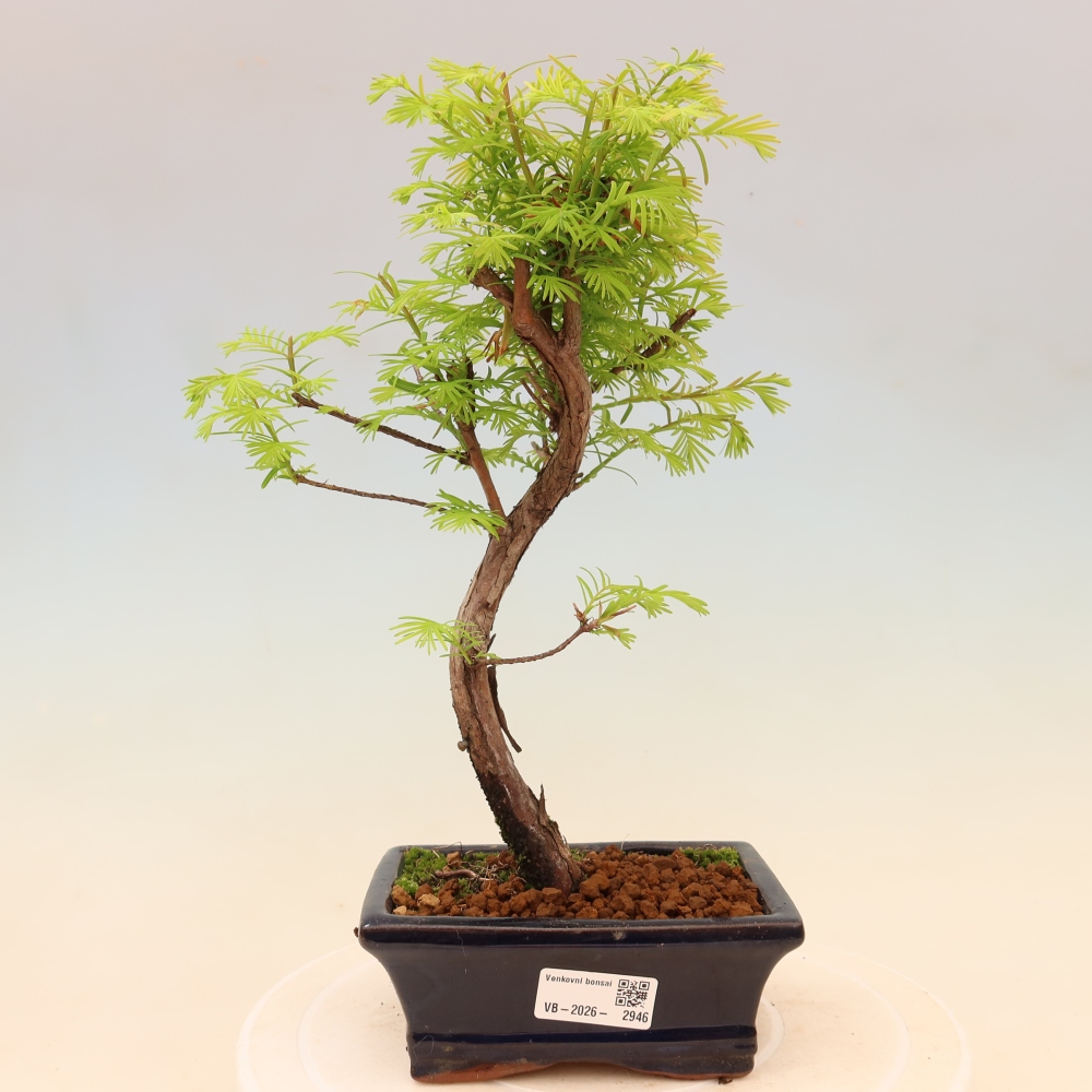 Kültéri bonsai - Metasequoia glyptostroboides - Kínai metasequoia