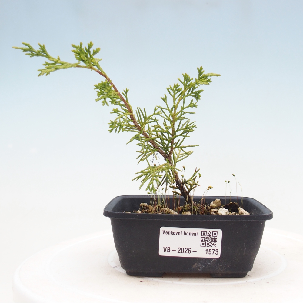 Kültéri bonsai - Juniperus chinensis Itoigawa