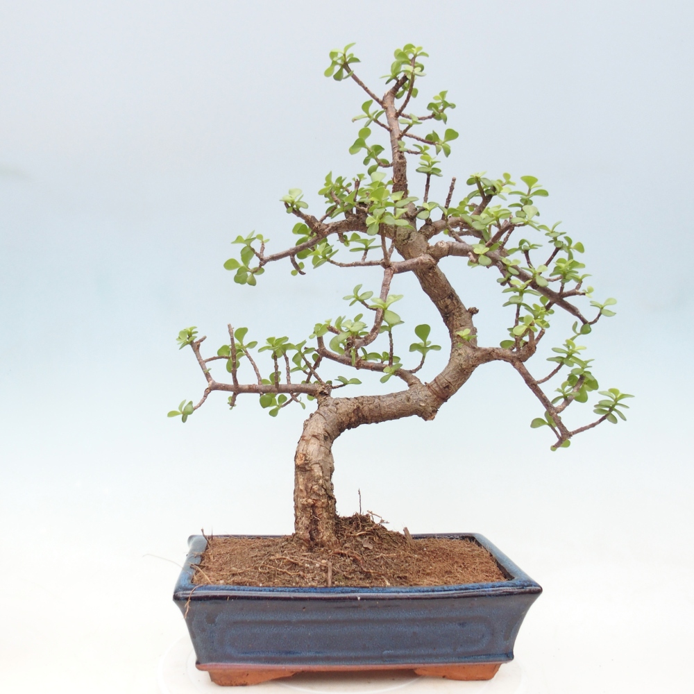 Szoba bonsai - Portulakaria Afra - Tlustice