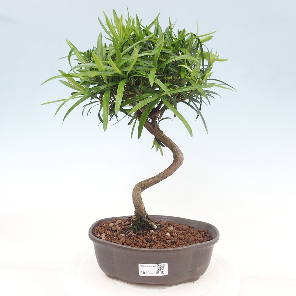 Szobai bonsai - Podocarpus - Kőtiszafa