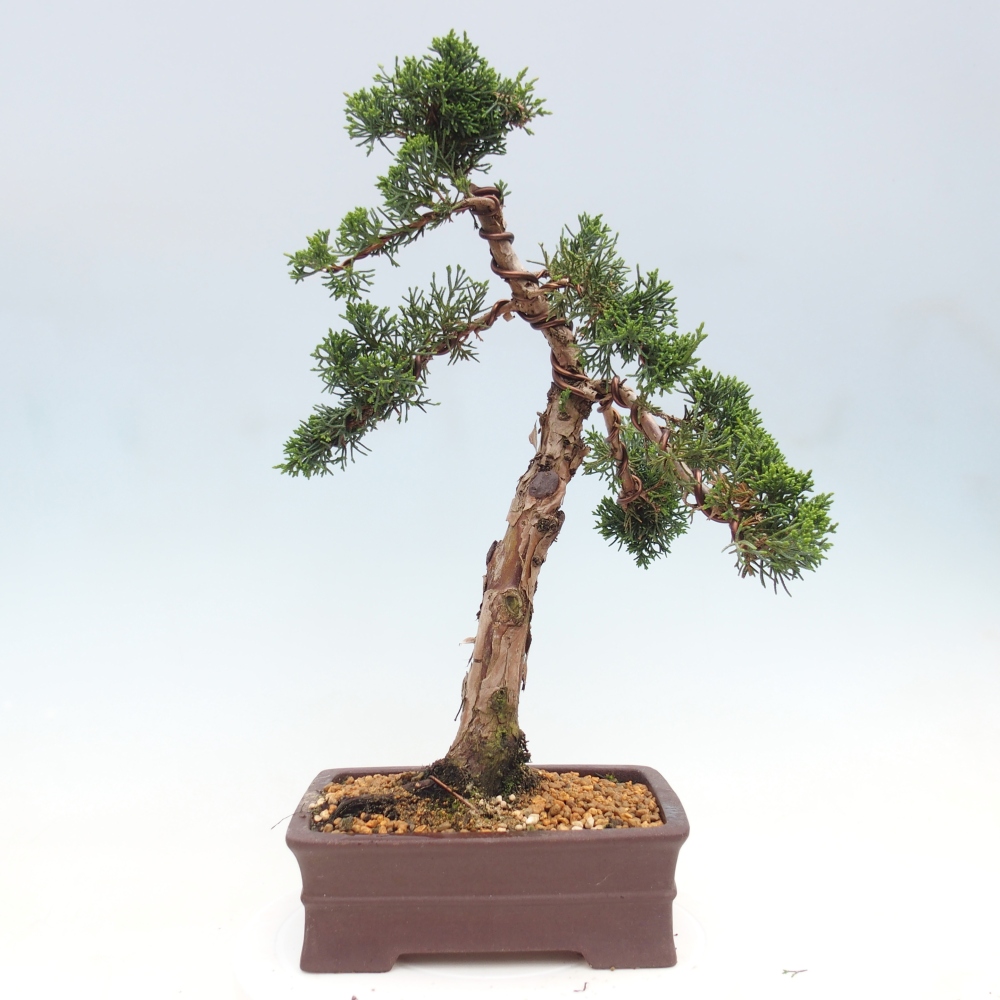 Kültéri bonsai - Juniperus chinensis Kishu