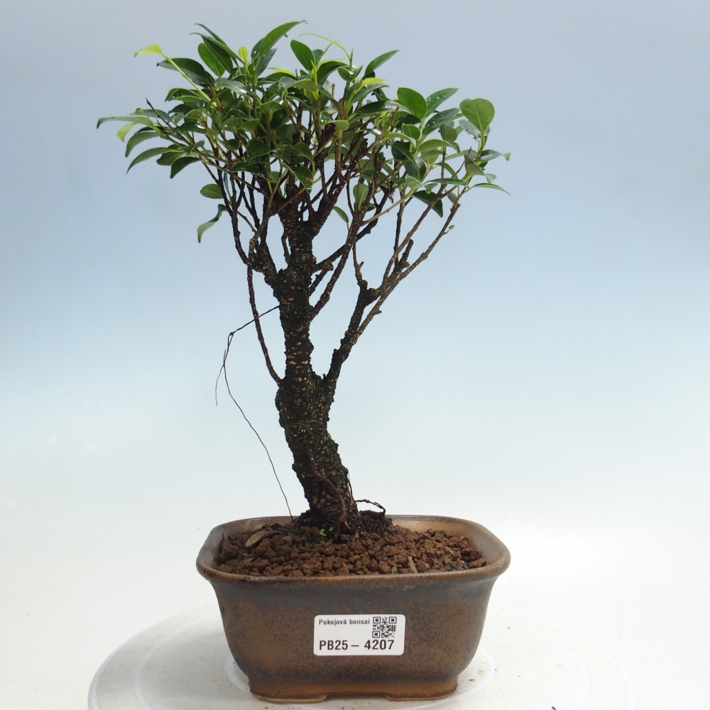Szobai bonsai - Ficus retusa - kislevelű fikusz
