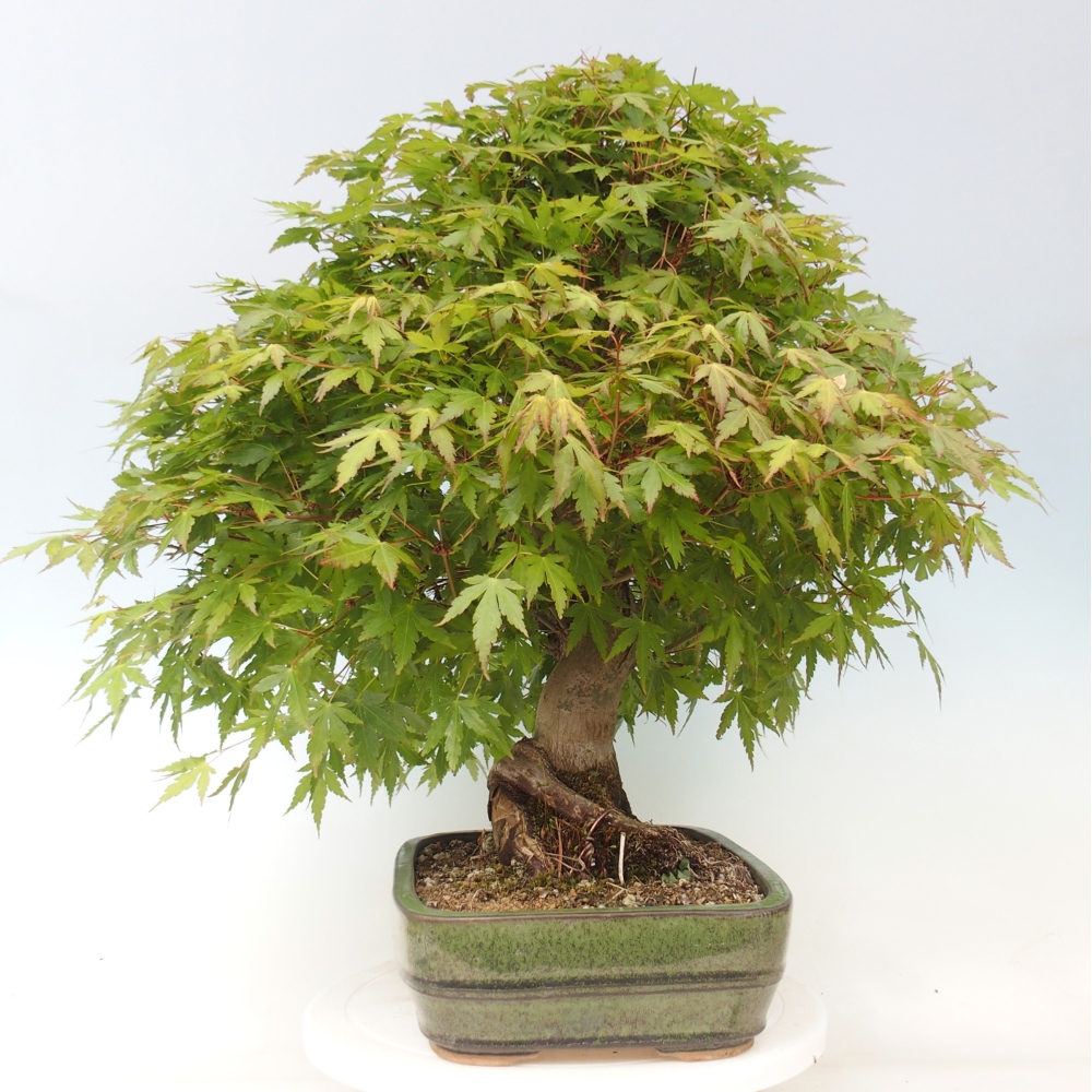 Kültéri bonsai - Acer palmatum - CSAK raklap előkészítése