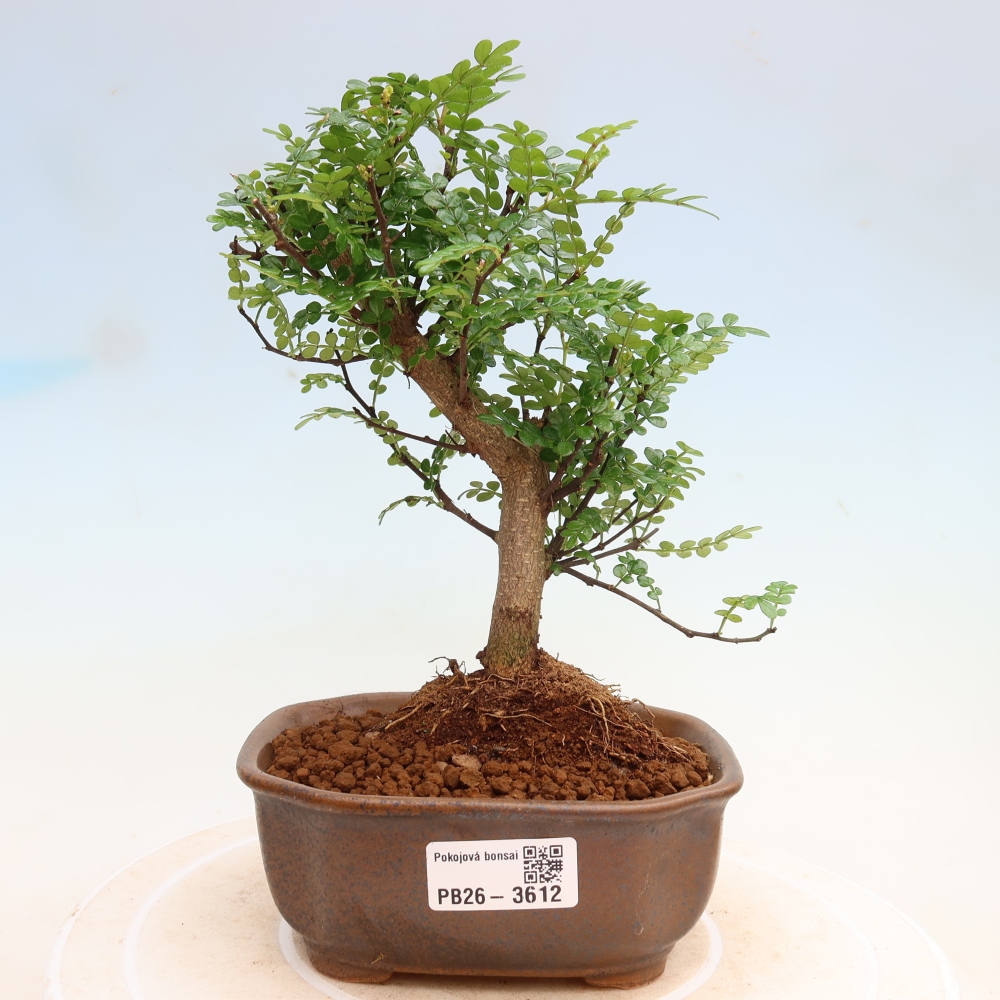 Szobai bonsai - Zantoxylum piperitum - borsfa