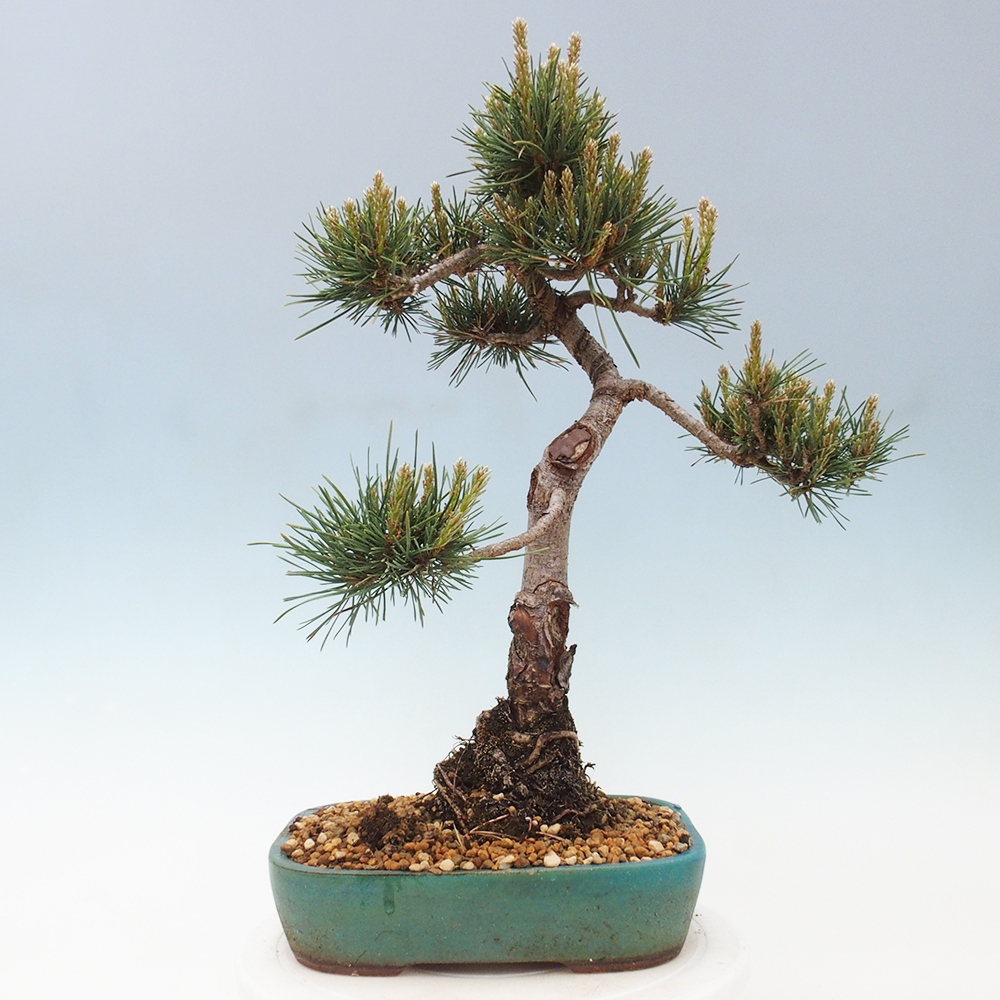 Kültéri bonsai - Pinus Sylvestris Watererri - erdeifenyő