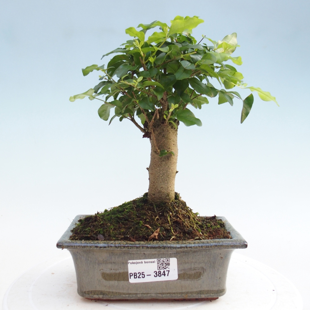 Szobai bonsai -Ligustrum chinensis - Madárcsőr