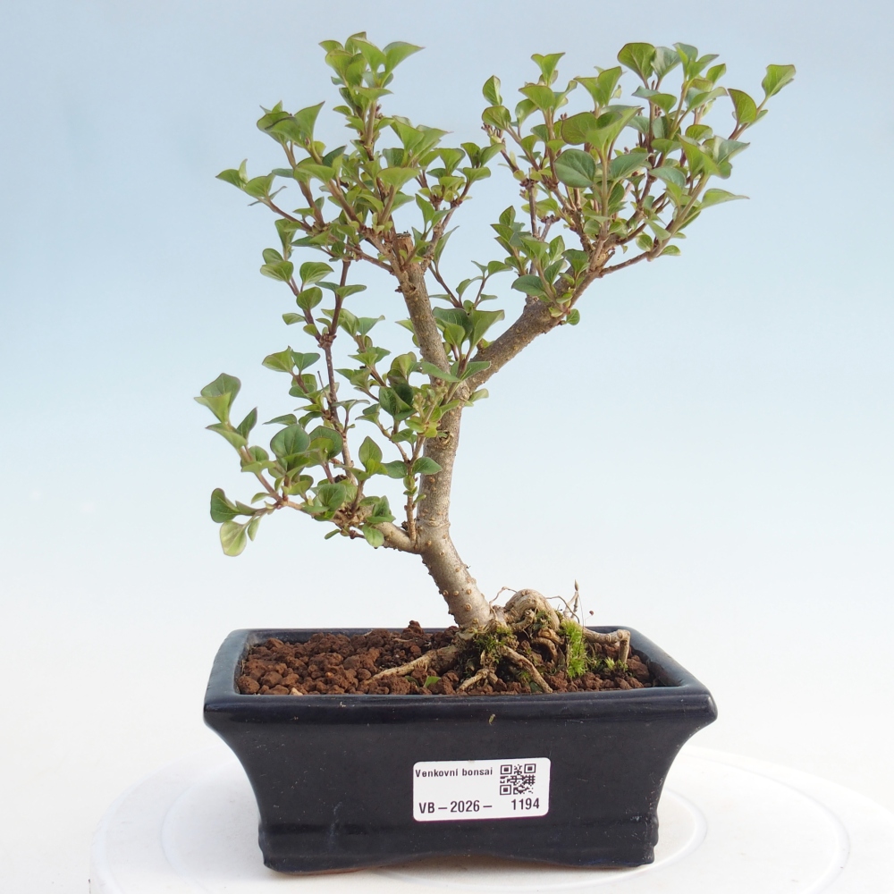Kültéri bonsai - Syringa Meyeri Palibin - Meyer's Lilac
