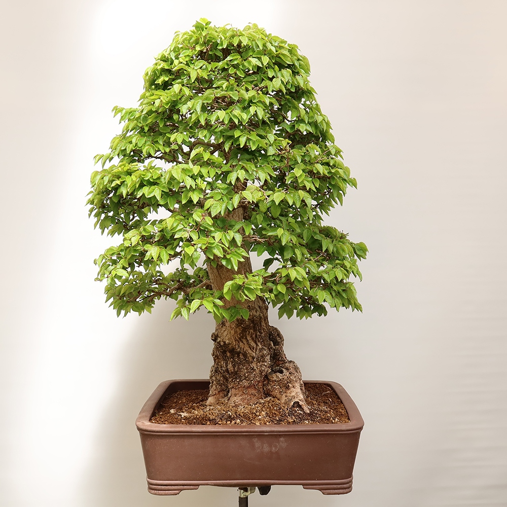Kültéri bonsai -Carpinus Coreana - Koreai gyertyánfa