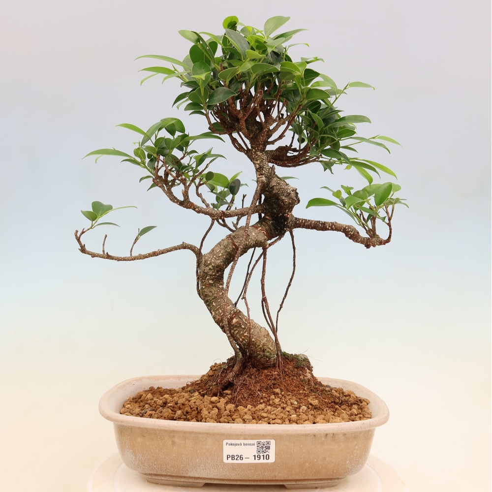 Szobai bonsai - Ficus kimmen - kislevelű fikusz