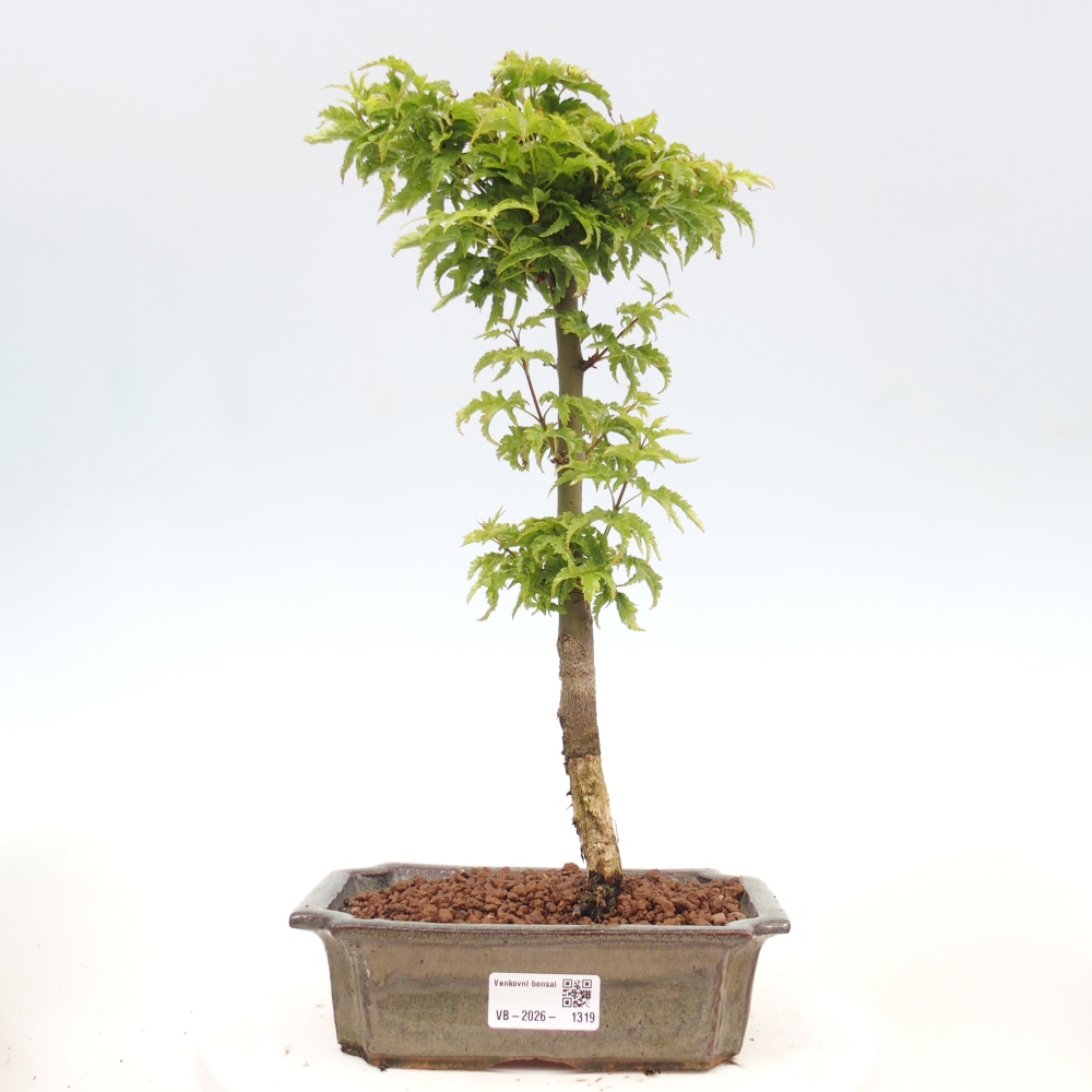 Kültéri bonsai -Javor pálma Acer palmatum Shishigashira