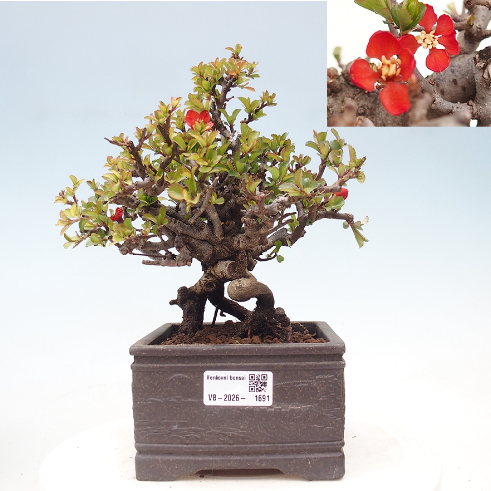Kültéri bonsai - Chaneomeles speciosa - birs