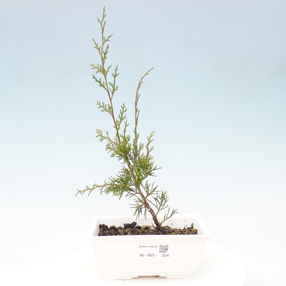 Kültéri bonsai - Juniperus chinensis Itoigawa