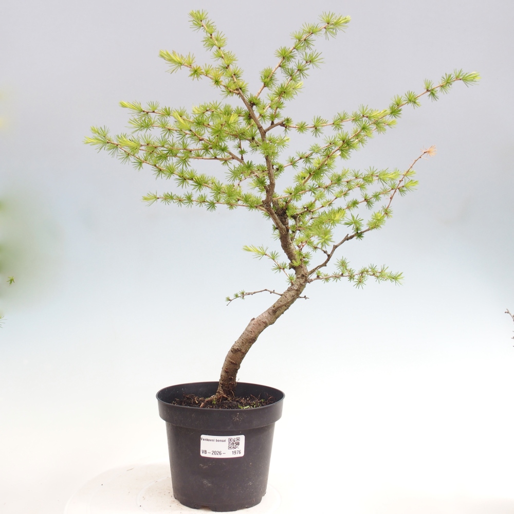 Kültéri bonsai - Larix decidua - vörösfenyő