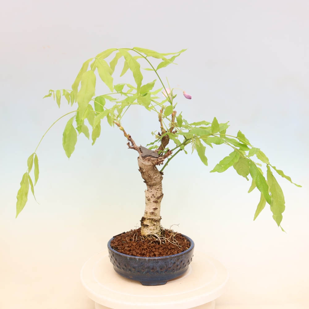 Kültéri bonsai - Wisteria floribunda
