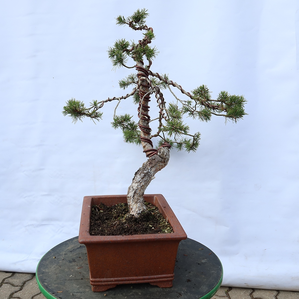 Pinus sylvestris Spanyolország – erdei fenyő