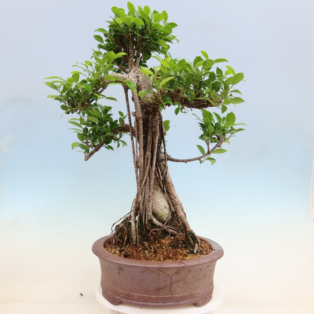Szobai bonsai - Ficus kimmen - kislevelű fikusz