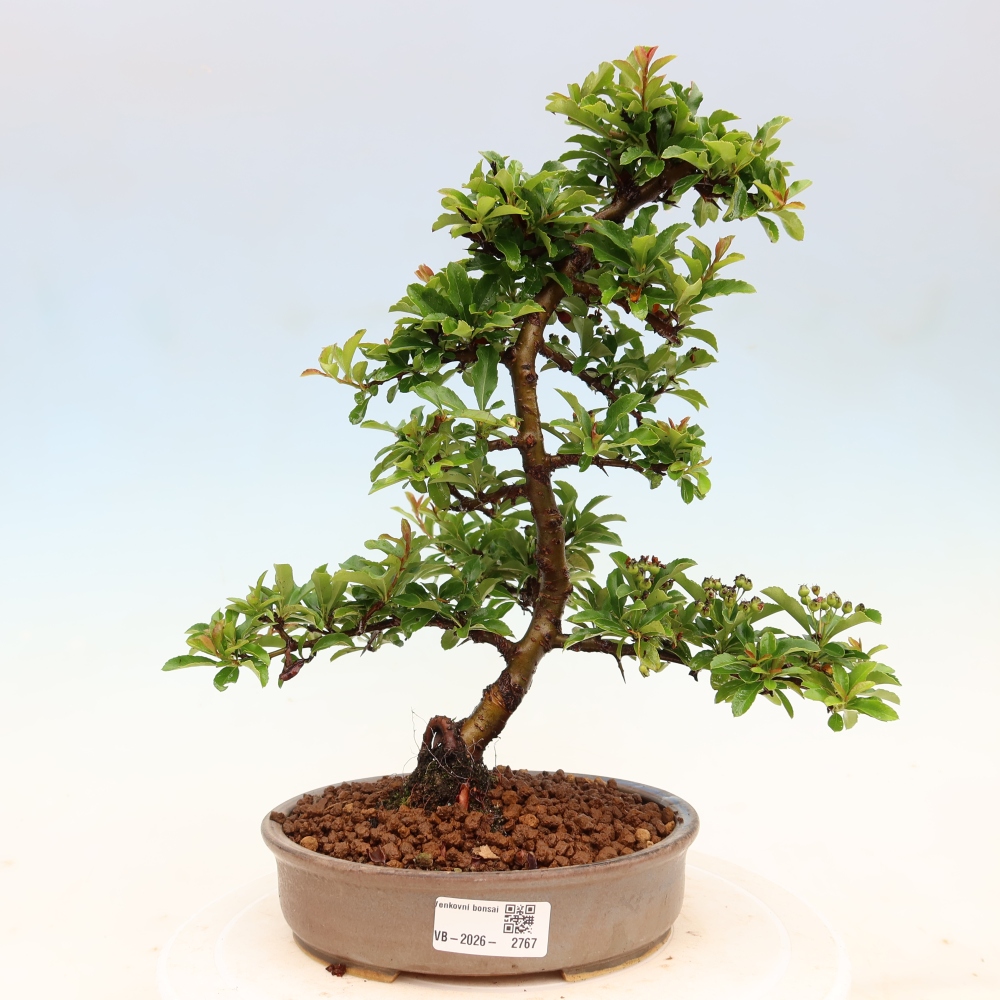 Kültéri bonsai – Pyracantha teton – Vörös tűzcserje