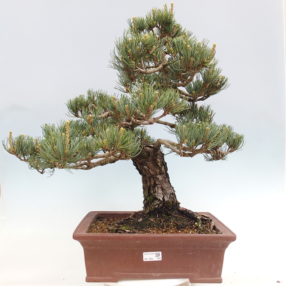 Kültéri bonsai - Pinus parviflora - Pinus parviflora