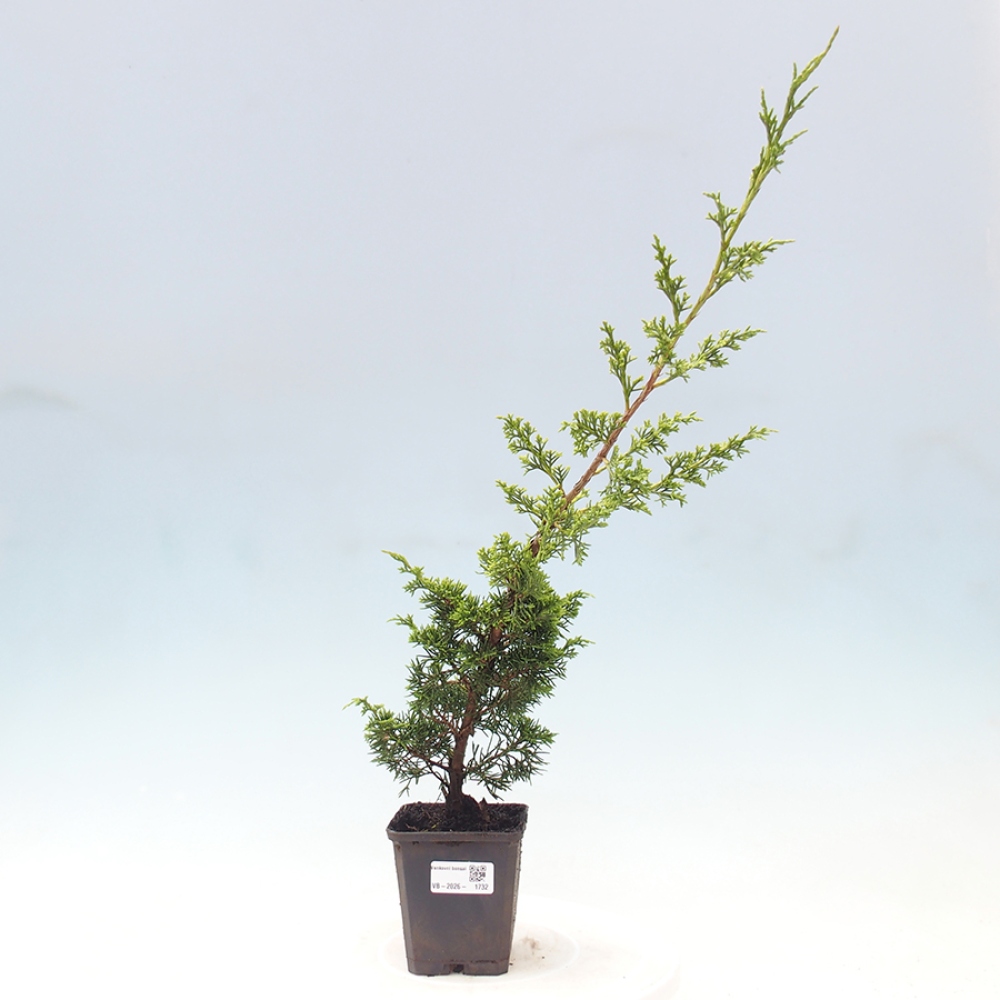 Kültéri bonsai - Juniperus chinensis Itoigawa