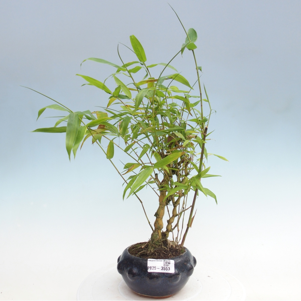 Szoba bonsai - Bambusz budha - Bambusz budha hasa