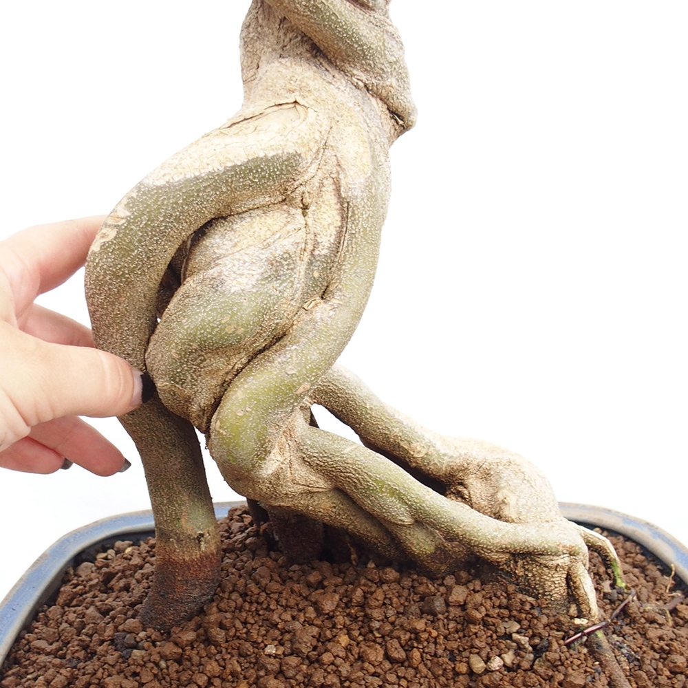 Kültéri bonsai - Acer Buergerianum - Burger juhar