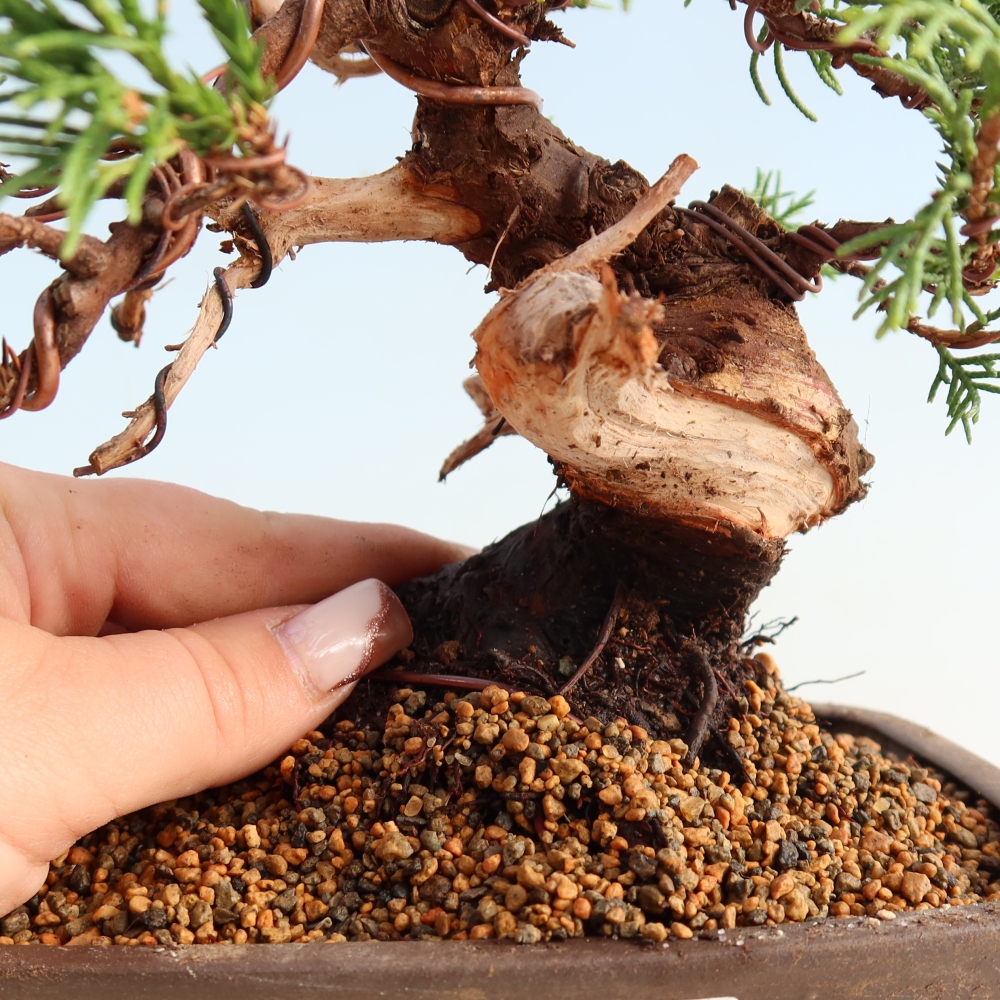 Kültéri bonsai - Juniperus chinensis Itoigawa