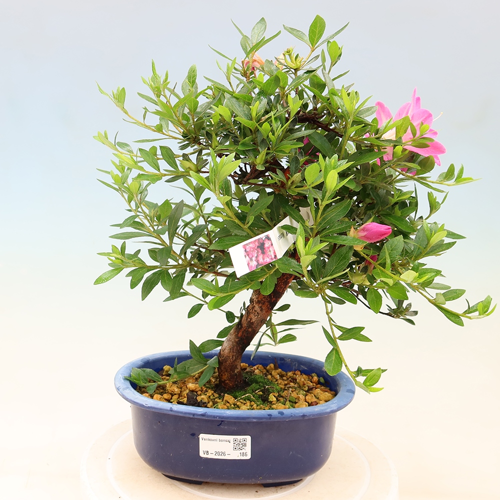 Kültéri bonsai - Japán azálea - Azálea Yoko