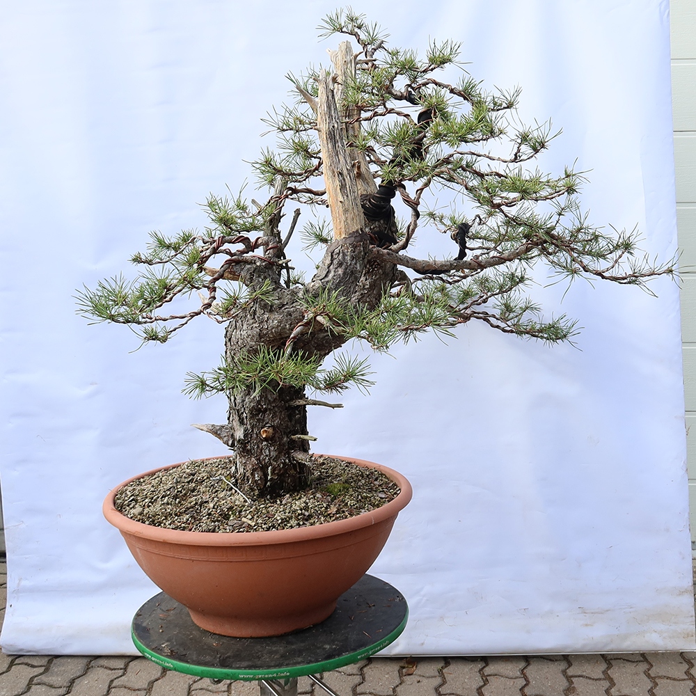Pinus sylvestris Spanyolország – erdei fenyő