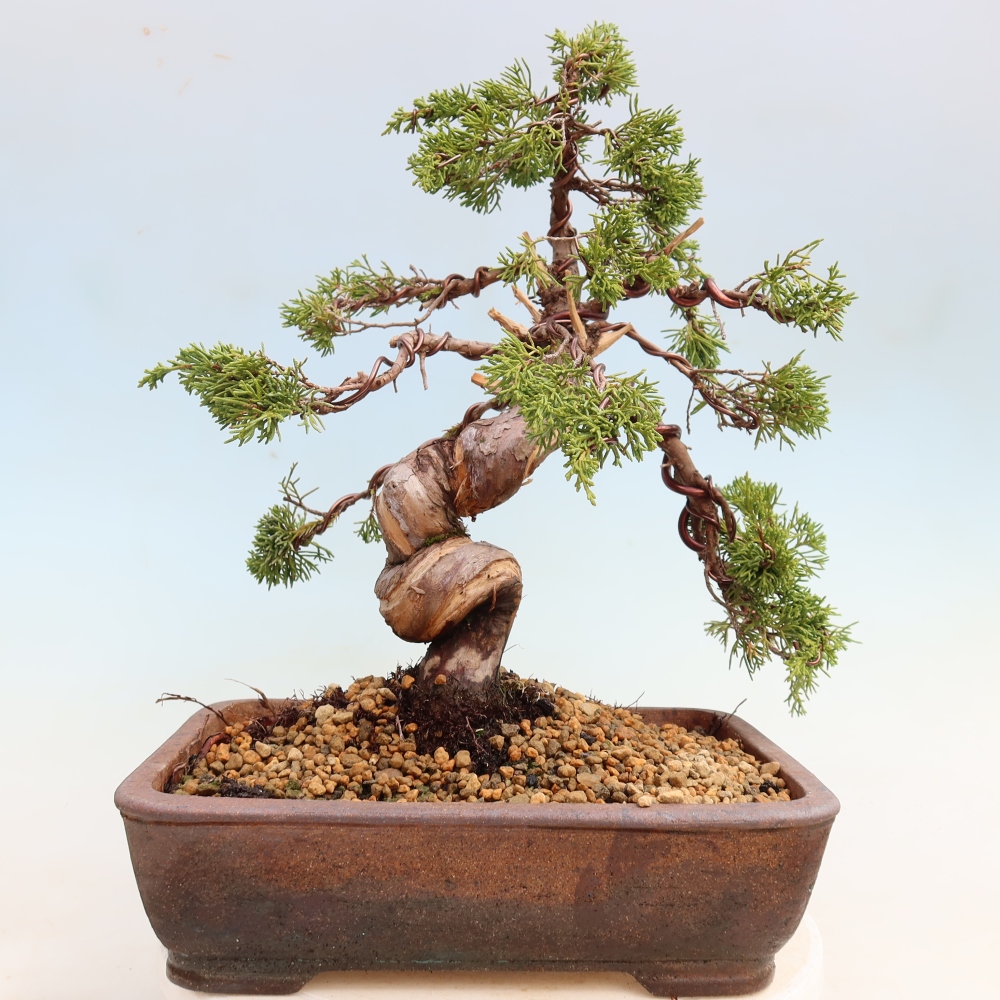 Kültéri bonsai - Juniperus chinensis Itoigawa-Juniperus chinensis