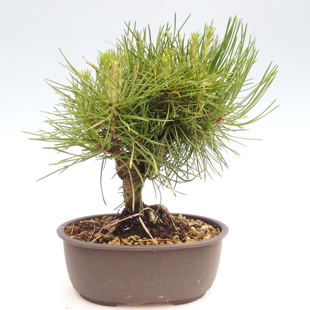 Kültéri bonsai - Pinus thunbergii - Thunberg fenyő