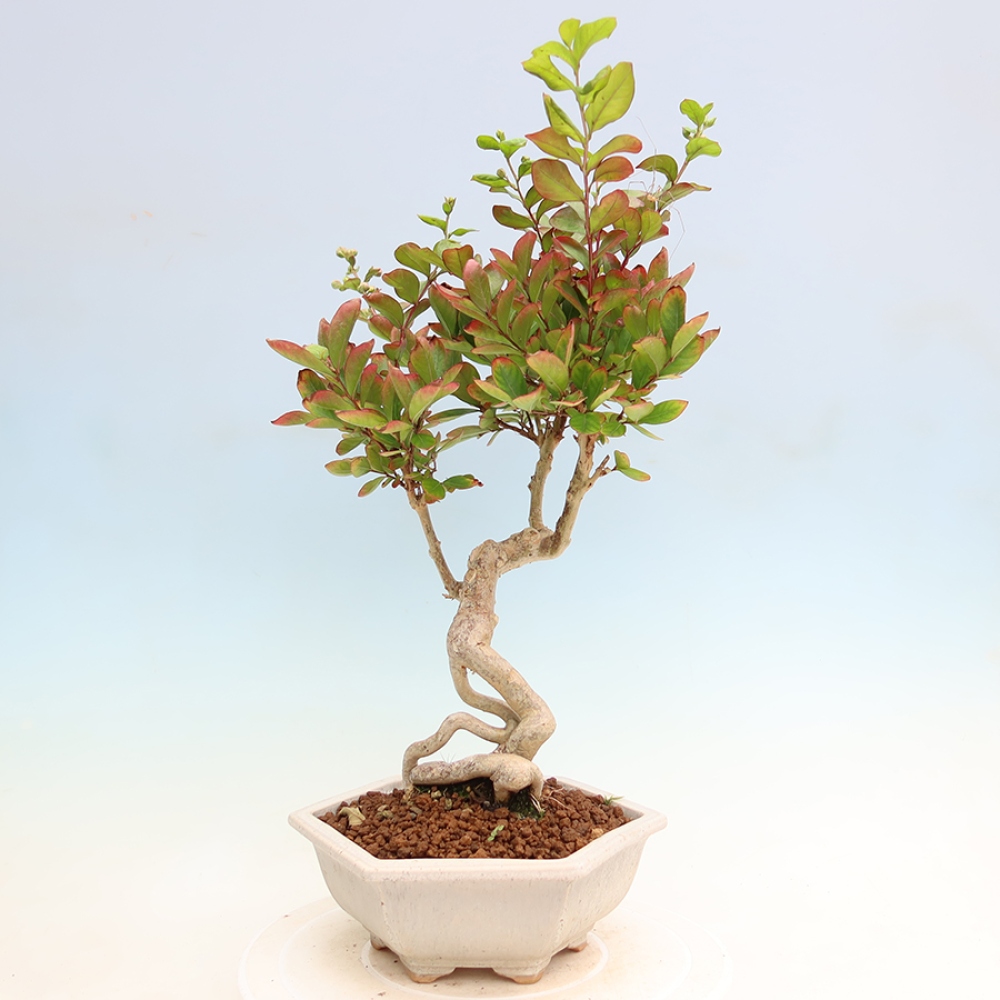 Szobabonsai – Lagerstroemia indica – indiai orgona