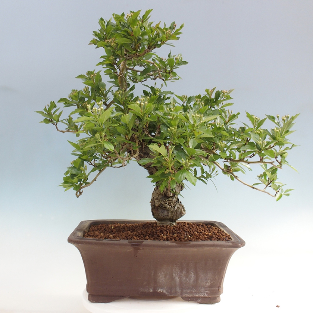 Kültéri bonsai - Galagonya - Crataegus cuneata