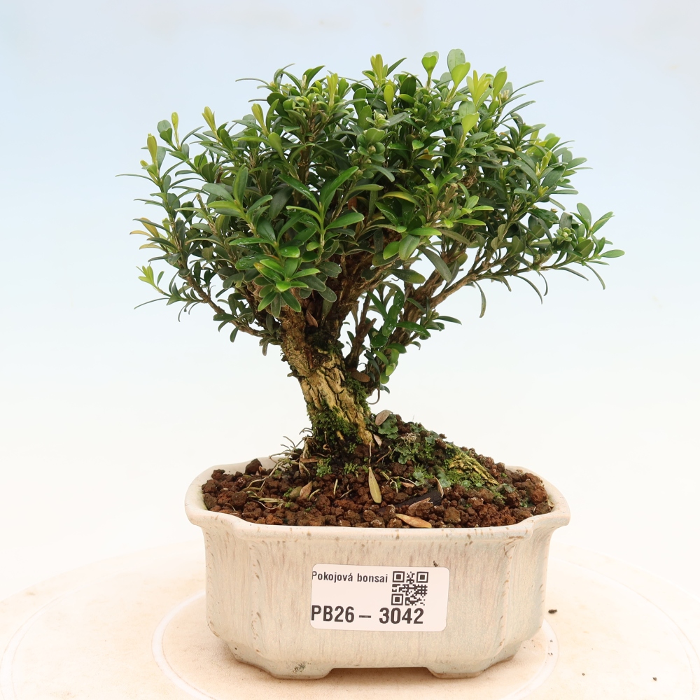 Szobai bonsai - Buxus harlandii - parafa buxus