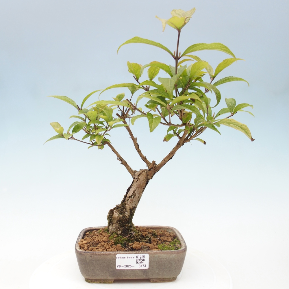 Kültéri bonsai - Callicarpa japonica