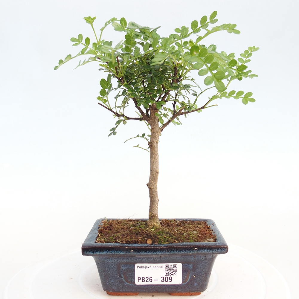 Szobai bonsai - Zantoxylum piperitum - borsfa
